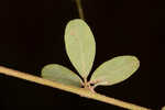 Creeping lespedeza